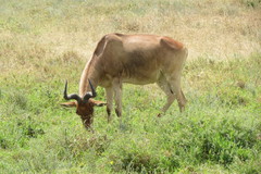 Alcelaphus buselaphus cokii