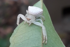 Thomisus