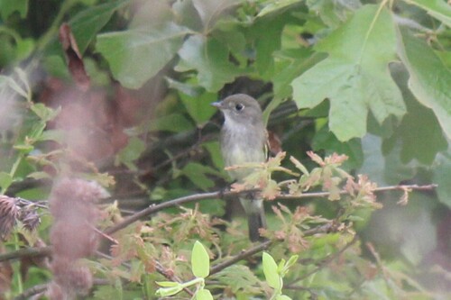 Alder Flycatcher (Empidonax alnorum)