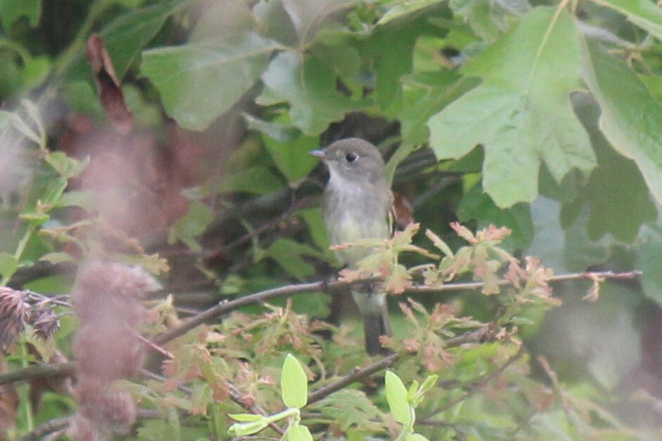 Alder Flycatcher (Empidonax alnorum), photo 1