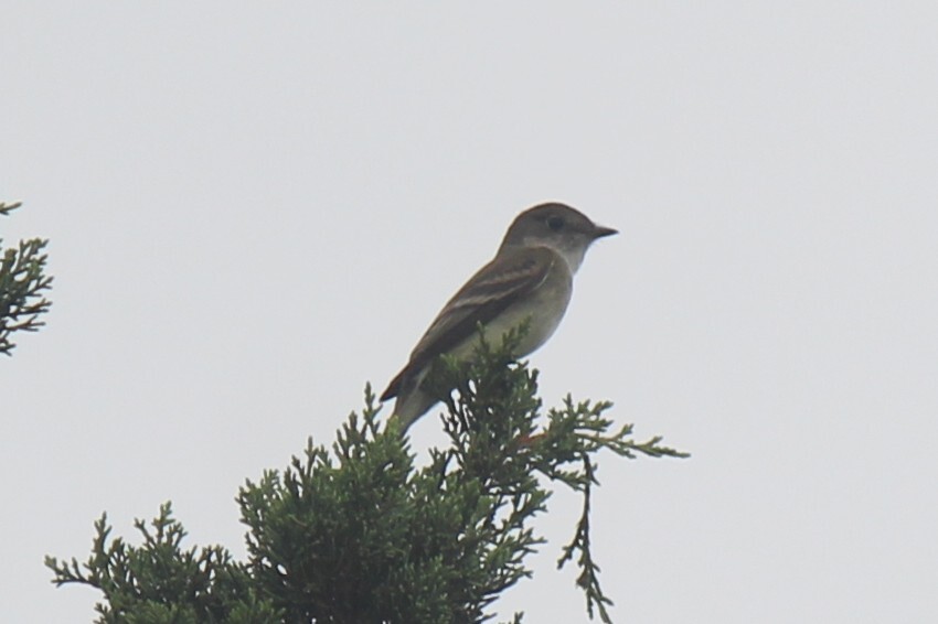 Alder Flycatcher (Empidonax alnorum), photo 2