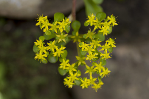 Sedum formosanum, photograph 4