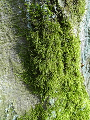 Hypnum cupressiforme filiforme