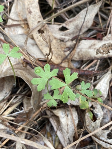 Hydrocotyle paludosa