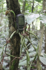 Pholidota articulata