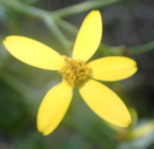 Senecio angulatus