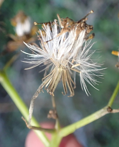 Senecio angulatus