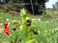 Ophrys umbilicata
