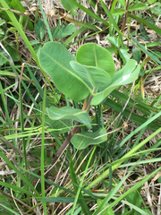 Asclepias obovata