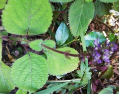 Plectranthus ambiguus