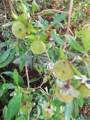 Diospyros simii
