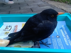 Turdus merula