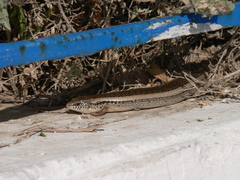 Chalcides ocellatus