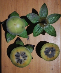 Diospyros simii