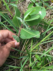 Asclepias obovata