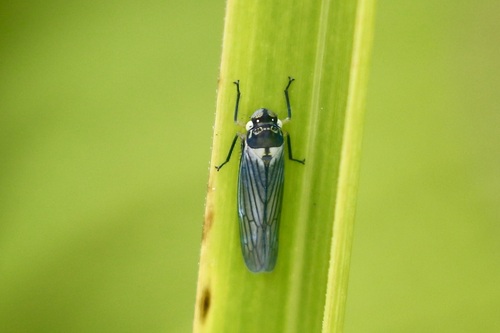 Cofana separata, 2026-03-27