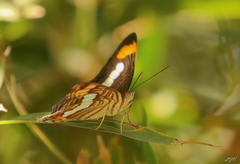 Adelpha iphicleola