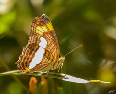 Adelpha iphicleola