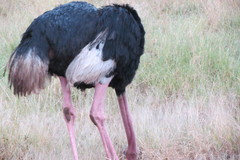 Struthio camelus massaicus