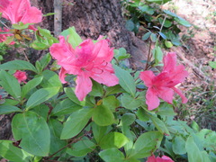 Rhododendron dilatatum