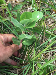 Asclepias obovata