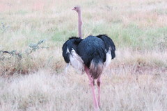 Struthio camelus massaicus