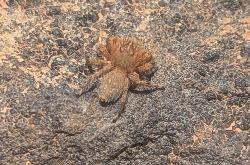 Aelurillus hirtipes