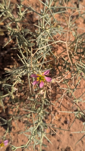 Fagonia zilloides