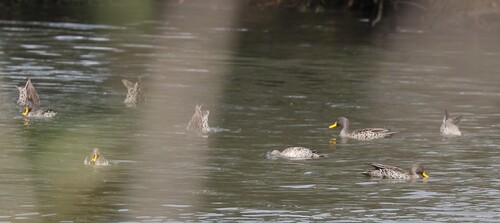 iNaturalist image
