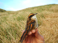 Aphrastura spinicauda spinicauda