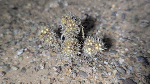 Ifloga spicata