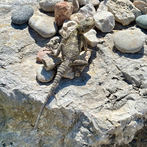 Roughtail Rock Agama