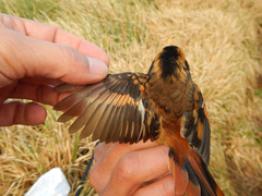 Aphrastura spinicauda spinicauda