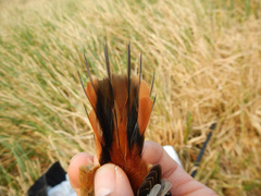 Aphrastura spinicauda spinicauda