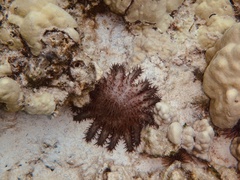 Acanthaster