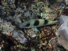 Parupeneus crassilabris