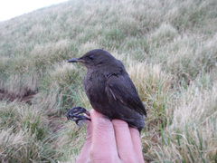 Cinclodes antarcticus