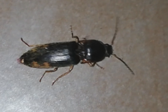 Elateridae