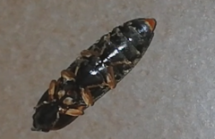 Elateridae