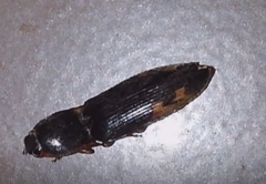 Elateridae