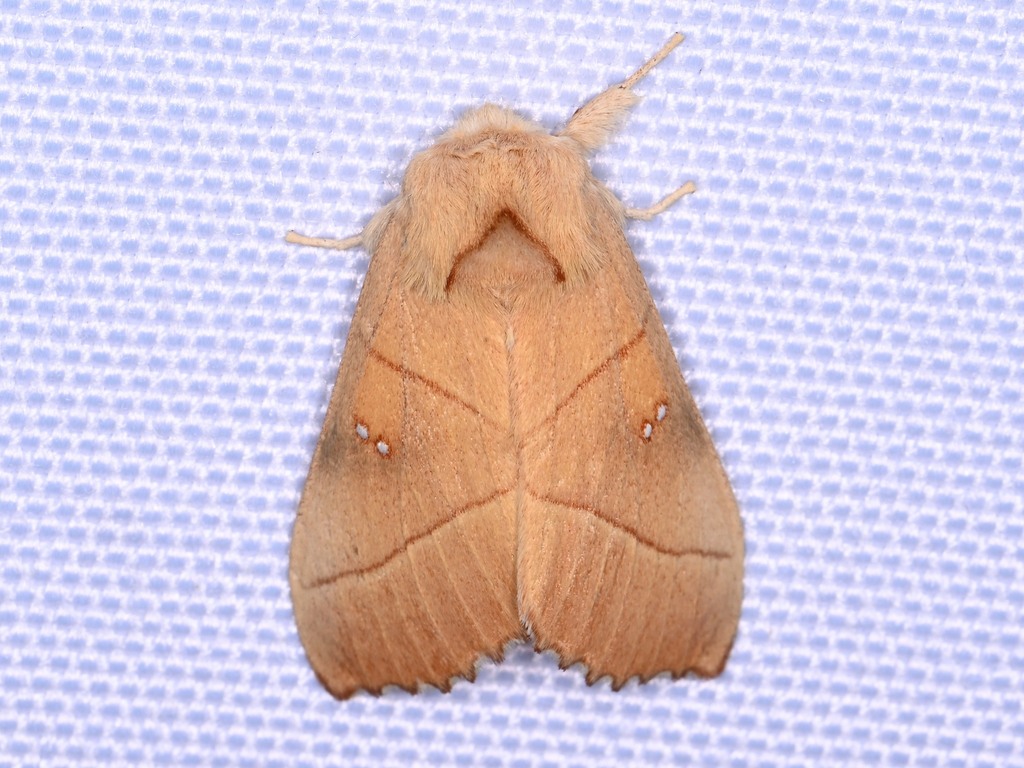Nadata anastomosa