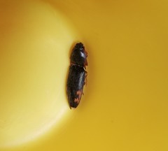 Elateridae