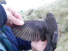 Cinclodes antarcticus