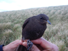 Cinclodes antarcticus