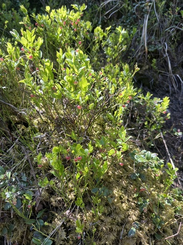 common bilberry
