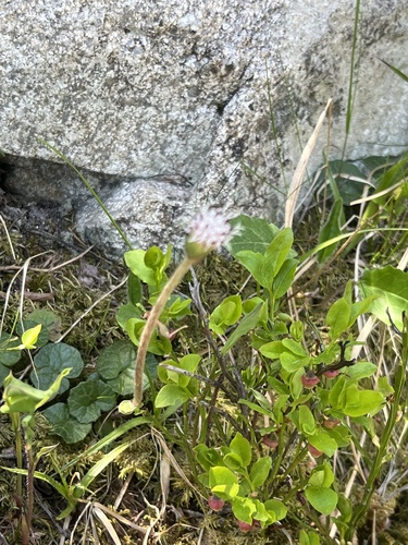 Alpine coltsfoot