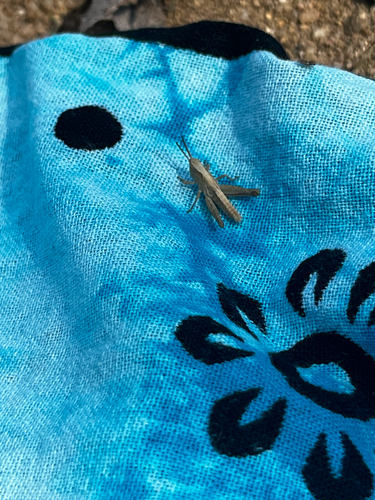 Common Field Grasshopper