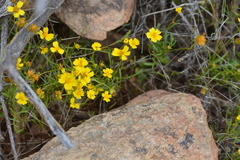 Leptosyne stillmanii