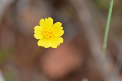 Leptosyne stillmanii