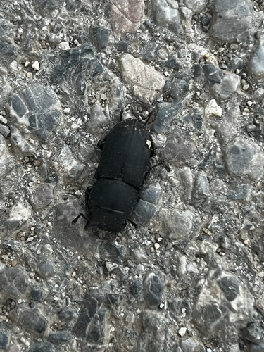 Lesser Stag Beetle